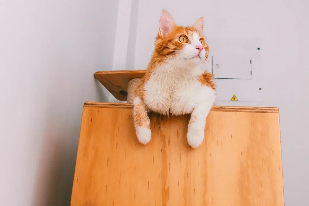 Cat on wooden cat furniture with sisal posts, showing structure and material choices for export pet furniture