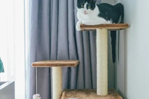 Two cats using a cat tree in an apartment interior, showing pet furniture as part of home living space